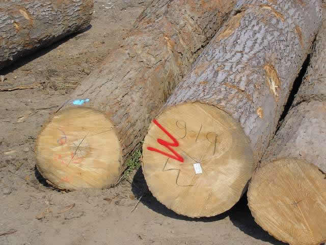 ԭľ--ôľԔB