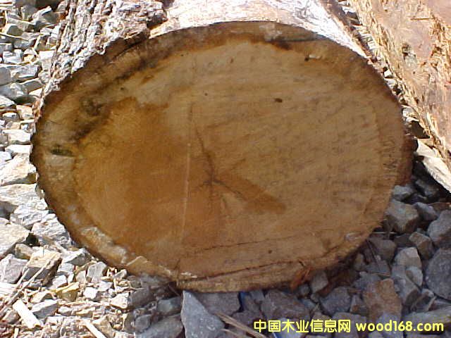 HARD MAPLE(Ӳ)Ԕ(x)B