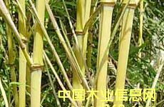 SU