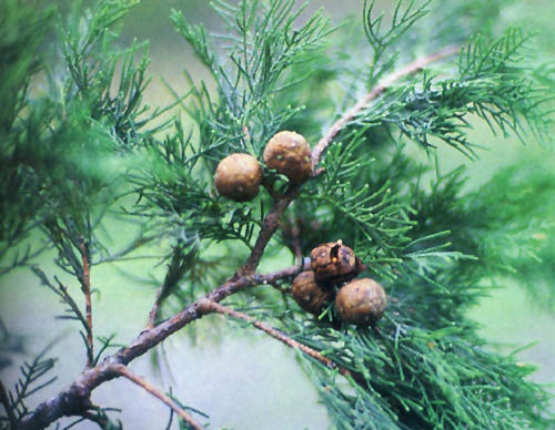 ľcypress)ԔB