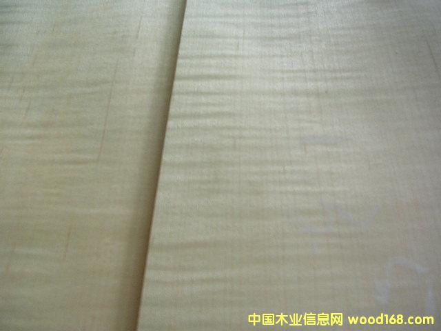 c鿴SycamoreŴDƬ