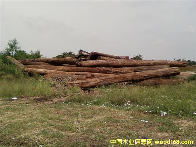 c鿴޻ľŴDƬ