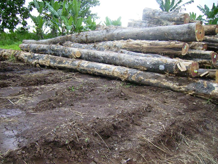 Kuriva Teak logsԔB