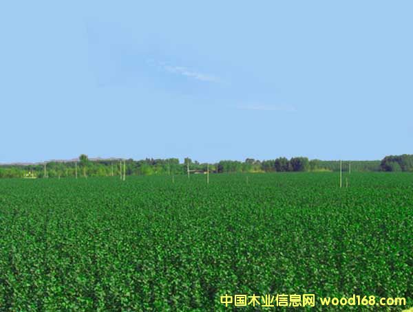 c鿴ŴDƬ