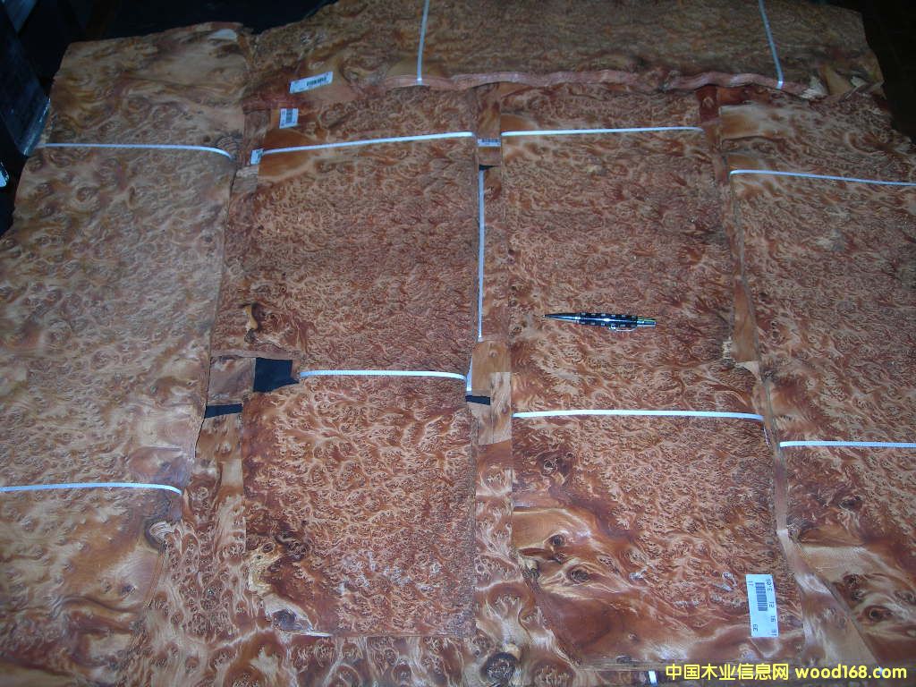 THUYA BURL