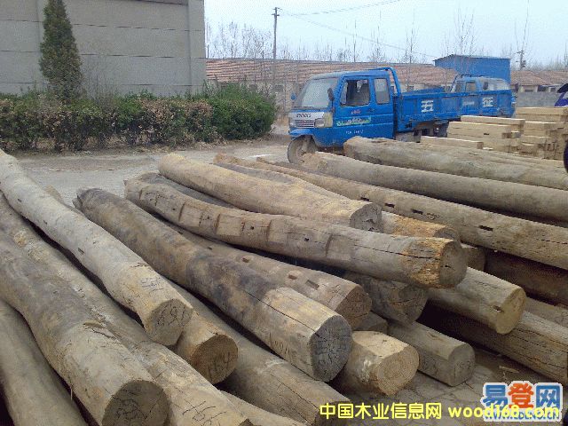 老榆木的詳細介紹