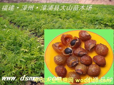 [] o磨չ(sh)soapberry)