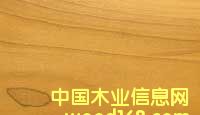 ؼZ鱣Yellow PoplarԔB