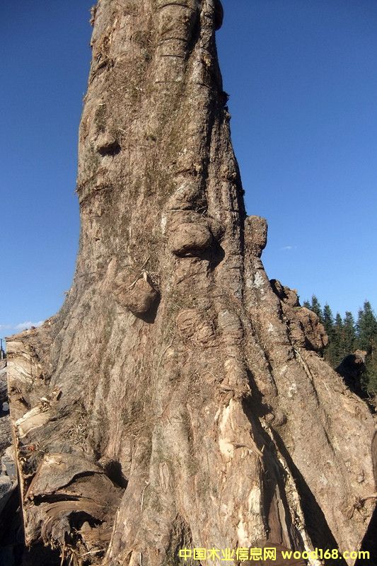 ľԔB