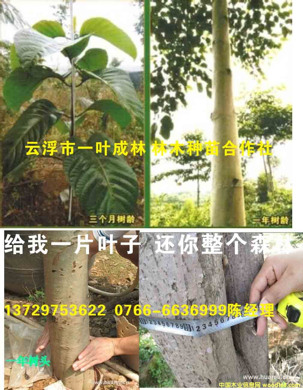 骰ľһLr
