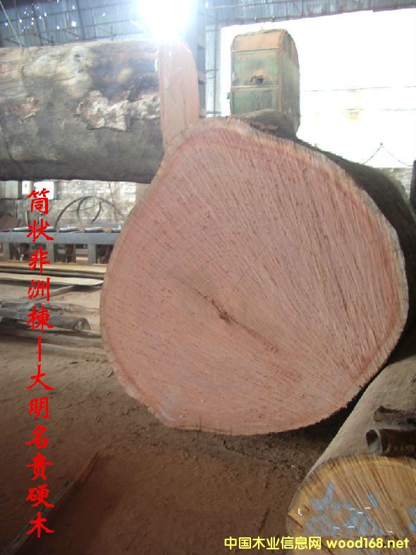 木材樹種詳解--筒狀非洲楝 俗名:沙比利、紅影木