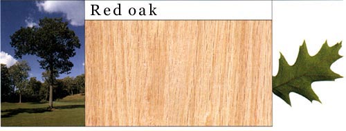 Red Oak tԔB