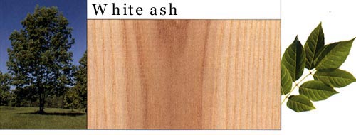 White Ash ˮԔB