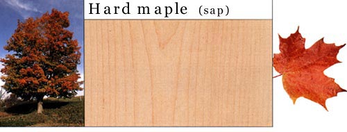 Hard Maple ӲԔB